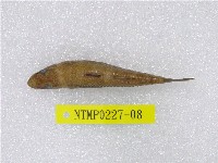 藏品(黑斑瘠塘鱧)的圖片